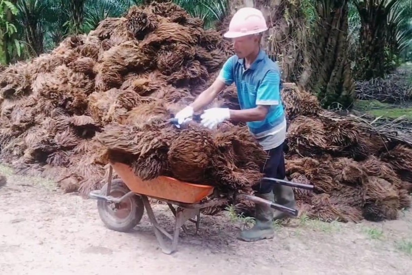 Pengumpulan Janjangan Kosong
