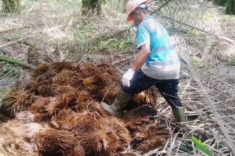 Distribusi Janjangan Kosong