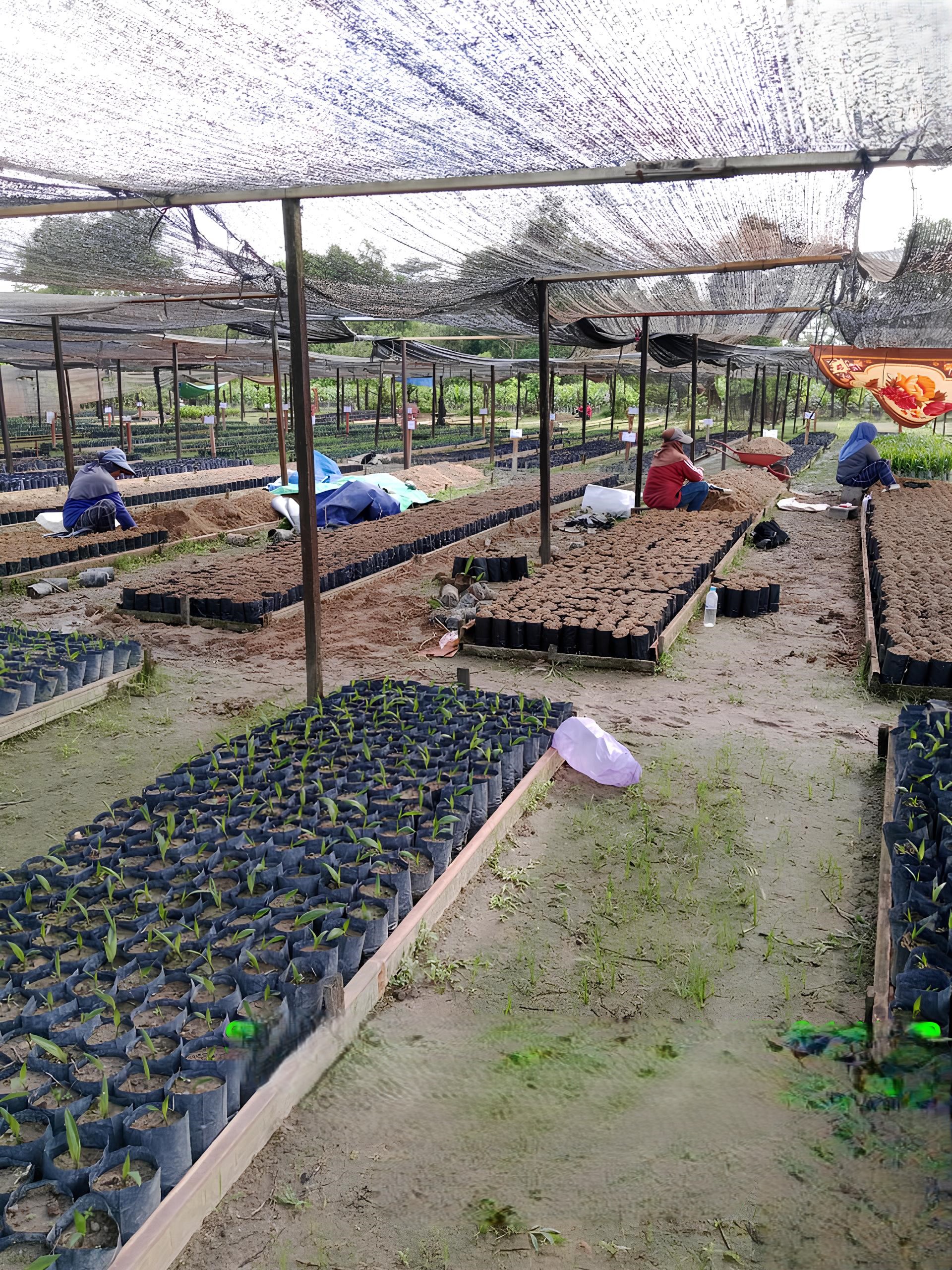 Pembibitan Tanaman Kelapa Sawit