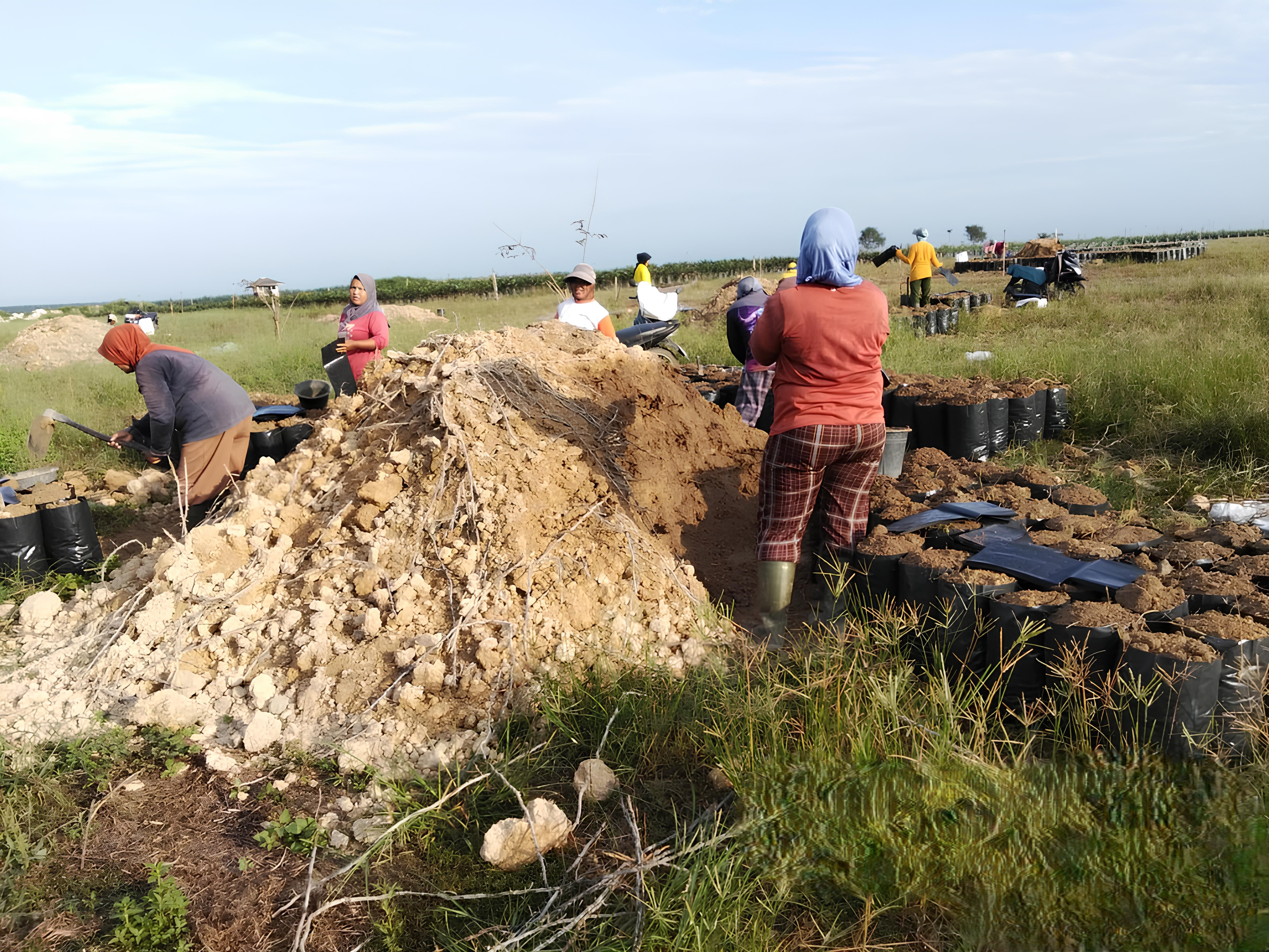 Perawatan Bibit Kelapa Sawit