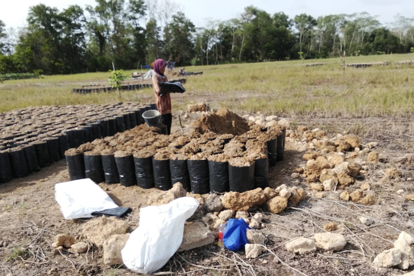 Penyemaian Bibit Kelapa Sawit