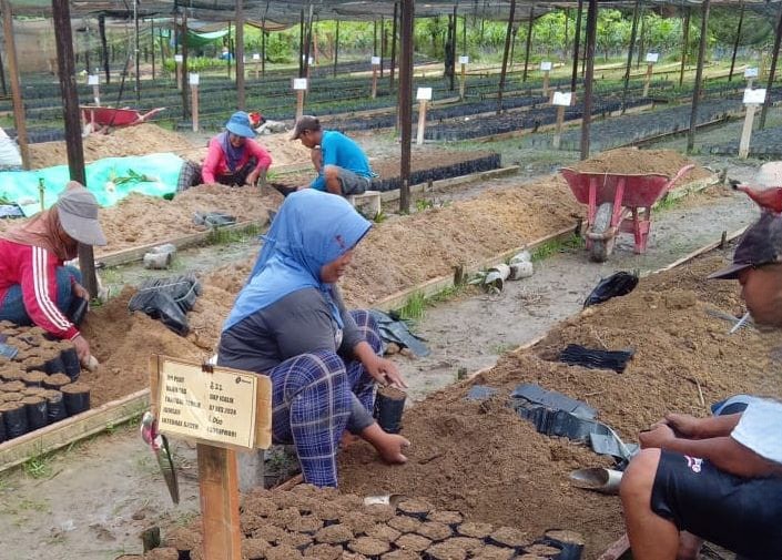 Penyemaian Bibit Kelapa Sawit