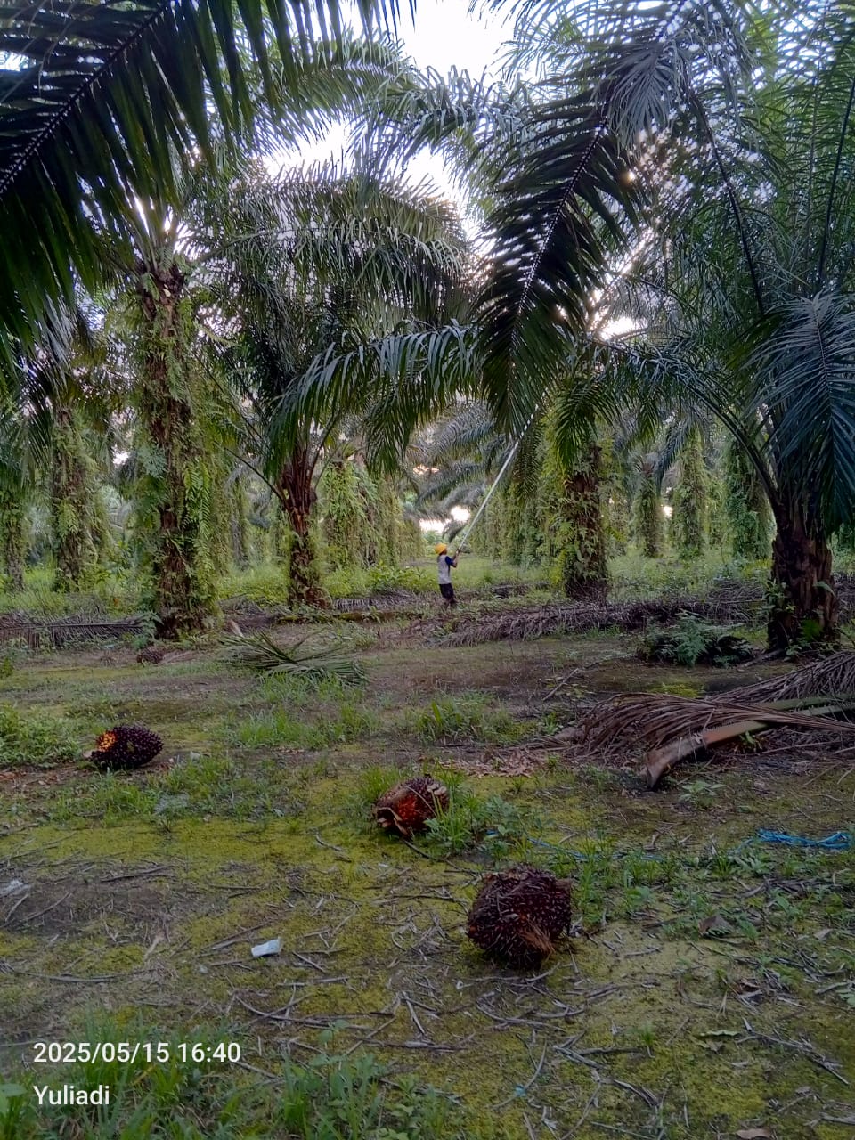 Pemeliharaan panen dengan Bahan Kimia