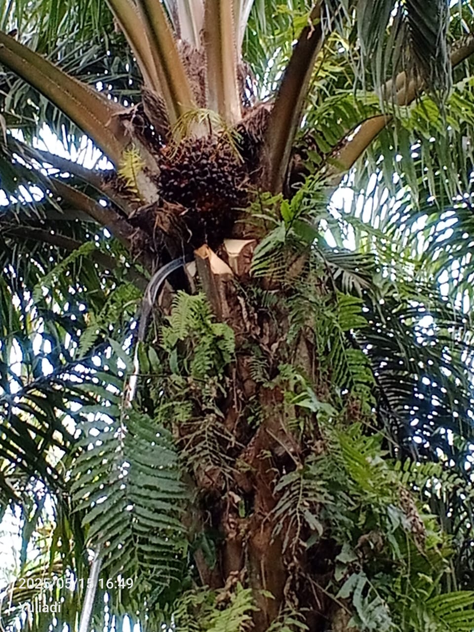 Persiapan Bahan panen