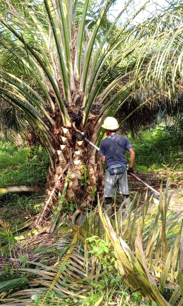 Pemangkasan Daun Kelapa Sawit