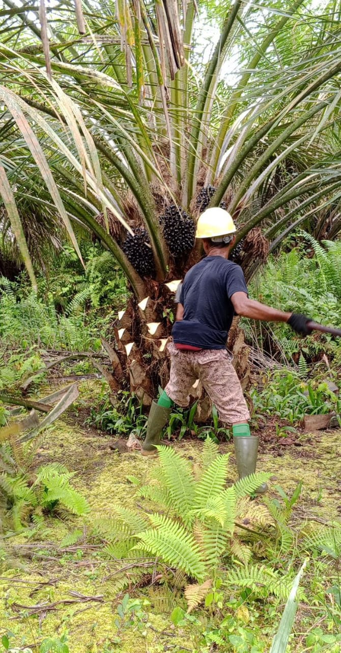 Pemangkasan Daun Kelapa Sawit