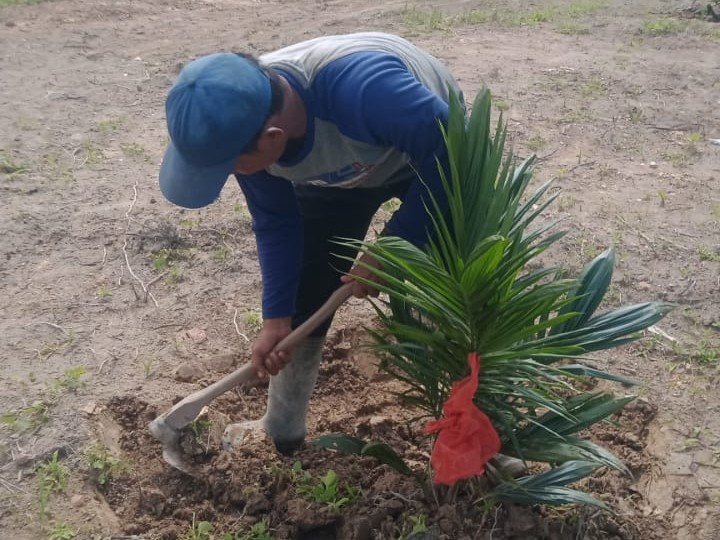 Proses Penanaman Bibit