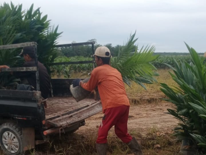 Proses Penanaman Bibit